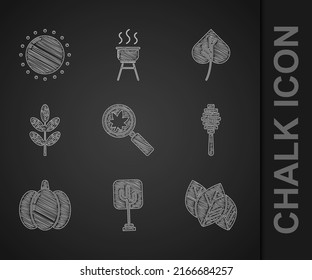 Set Magnifying glass with leaf, Tree, Leaf or leaves, Honey dipper stick, Pumpkin,  and Sun icon. Vector