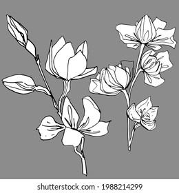 Eine Menge Magnolienknospen. Große Frühlingsblumen. Farbbuch für Kinder und Erwachsene. Für Tapeten, Design, Farben, Textilien, Papier. Stockgrafiken, isolieren.