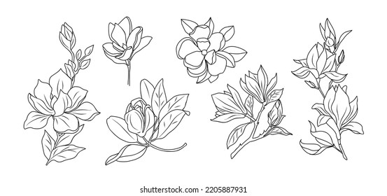 Set of Magnolia flower line art vector illustrations.  Hand drawn monochrome black ink style sketch. Trendy greenery drawing for jewelry, tattoo, logo, wall art, card, t shirt, packaging design.