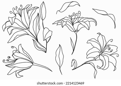 set of Magnolia flowers continuous line art. Abstract minimal hand drawing sketch. Vector illustration
