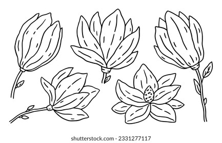 Set of Magnolia flowers isolated on white background. Vector hand-drawn illustration in outline style. Perfect for cards, decorations, logo, various designs. Botanical clipart.