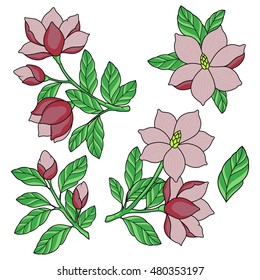 Set of magnolia on a white background