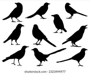 Juego de pájaros magpies Arte vector de silueta