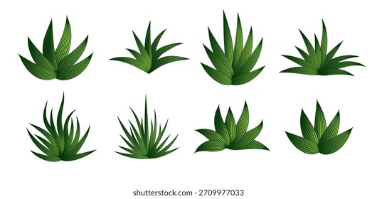 conjunto de ilustração MAGUEY VETOR