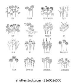 Set of main flowers: Rose, Gerbera, Chrysanthemum, Tulip, Pion, Orchid, Narcissus, Lily, Calla, Iris, Gladiolus, Ranunculus, Dahlia, Carnation, Anthurium, Alstroemeria. Line graphics