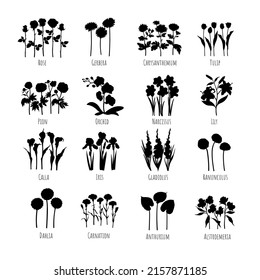 Set of main flowers silhouettes: Rose, Gerbera, Chrysanthemum, Tulip, Pion, Orchid, Narcissus, Lily, Calla, Iris, Gladiolus, Ranunculus, Dahlia, Carnation, Anthurium, Alstroemeria. Line graphics