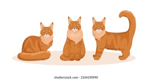 A set of Maine Coon cats on a white background. Cartoon design.
