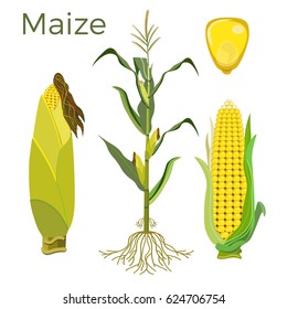 Maize  Wikipedia