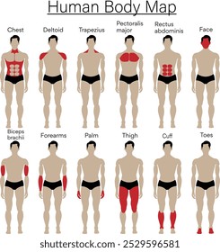 conjunto de partes masculinas do corpo