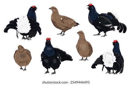 Conjunto de machos y hembras de urogallo negro. Aves forestales de Vector salvaje realistas