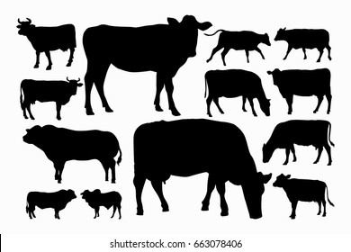 Set Male And Female Cow Silhouette Collection