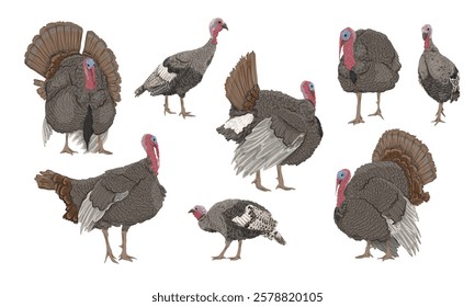 Set of male and female domestic turkeys. Realistic vector farm bird