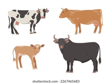 Conjunto de animales de granja machos y hembras. Iconos de vaca, toro y ternera. Ganado lechero en diferentes postes aislado en el fondo blanco. Ilustración vectorial o caricatura.