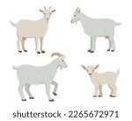 Set of male and female Goats and goatling kid. Goat Farm animals in different poses isolated on white background. Vector flat or cartoon illustration.