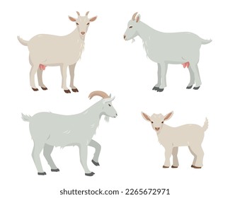 Set of male and female Goats and goatling kid. Goat Farm animals in different poses isolated on white background. Vector flat or cartoon illustration.
