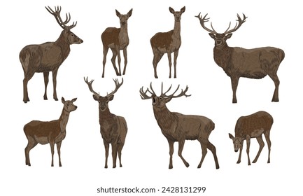 Set of male and female red deer in different poses. Noble deer Cervus elaphus. Wild vector animal