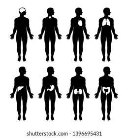 A set of male silhouettes.Human body internal organs anatomy and physiology flat educative.