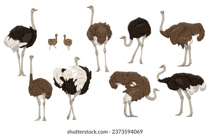 Set of males, females and chicks of African ostrich. Large wild birds of Africa. Realistic vector animal