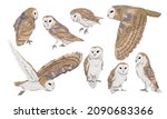 A set of males and females of the common barn owl Tyto alba in different poses. Wild birds of the forest. Realistic vector bird