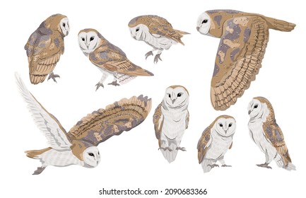 A set of males and females of the common barn owl Tyto alba in different poses. Wild birds of the forest. Realistic vector bird