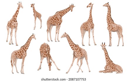 A set of males, females and cubs of Giraffa camelopardalis giraffes in different poses. Wild animals of Africa. Realistic vector animal - Shutterstock ID 2087107753