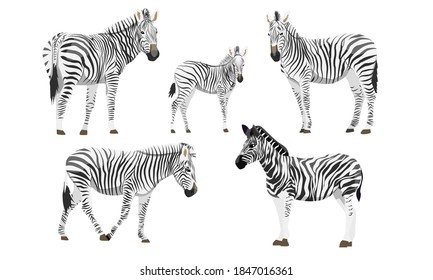 Set of males, females and foals of the African zebra. Animals of Africa. Plains zebra Equus quagga or common zebra. Vector background