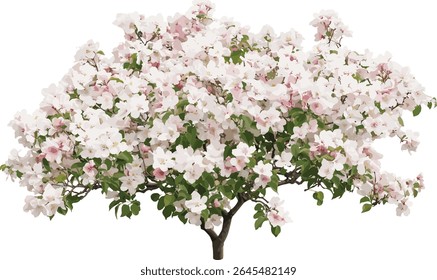 Set of Malus tree, crabapples flowering pink and white, big bush, flowering crab apple, isolated cutout, vector illustration, garden plants, spring bloom, ornamental shrub.