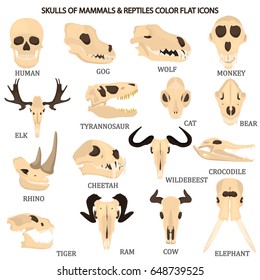 Set of mammal and reptile skulls color flat icon for web and mobile design 
