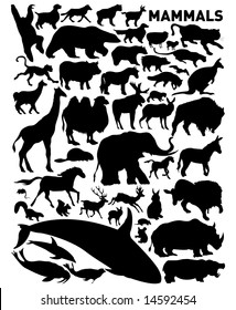 set of mammals