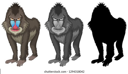 Set of mandrill baboon character illustration