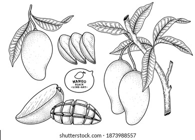 Set of mango fruit hand drawn elements botanical illustration