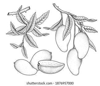 Set of mango fruit hand drawn elements botanical illustration