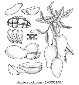 Set of mango fruit hand drawn elements botanical illustration