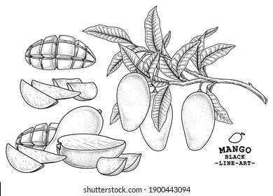 Set of mango fruit hand drawn elements botanical illustration