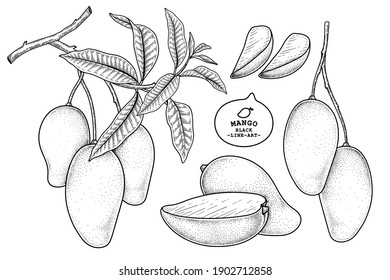 Set of mango fruit hand drawn elements botanical illustration