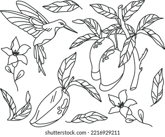 Set of mango fruit hand drawn linear elements botanical illustration. Hummingbird
