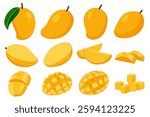 set of Mango tropical fruit  vector illustration. isolated on white background. Vector eps 10. perfect for wallpaper or design elements