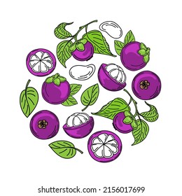 Un conjunto de frutas y hojas de mangostino, elementos de doodle de estilo boceto dibujados a mano. Mangosteen en sección y en rama, arreglado en círculo. Fruta exótica. Tailandia. Ilustración vectorial.