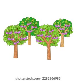 Set Mangosteen Tree on Background Vector.