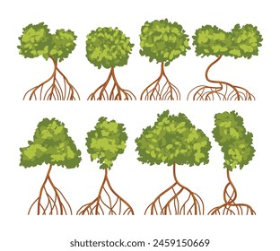 Set of mangrove tree collection with roots and green leaves,  isolated on white background, Mangrove Plant Tree for Garden Park Conservation, vector illustration.