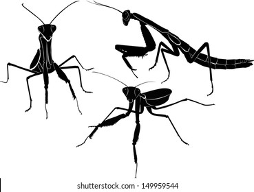 set of mantis silhouettes isolated on white background