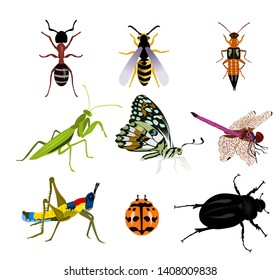 Set of many beautiful insects on a white background