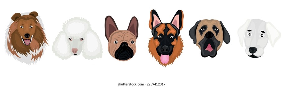 Set of many different dogs on white background