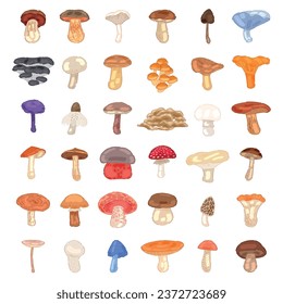 Set of many different mushrooms on white background