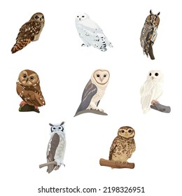 Set of many different owls on white background