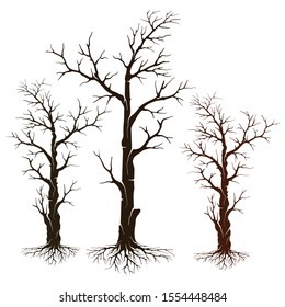 a set of many gape trees with spreading roots