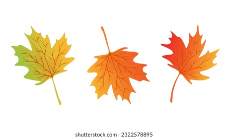 Set of maple autumn leaves. Element for design isolated on white background.