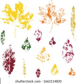 set of maple and birch leaf prints in color