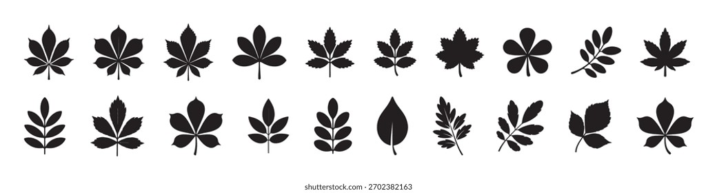Conjunto de siluetas de hoja de arce. Hojas de otoño - Ilustración vectorial
