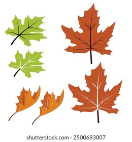 A set of maple leaf with a white background
